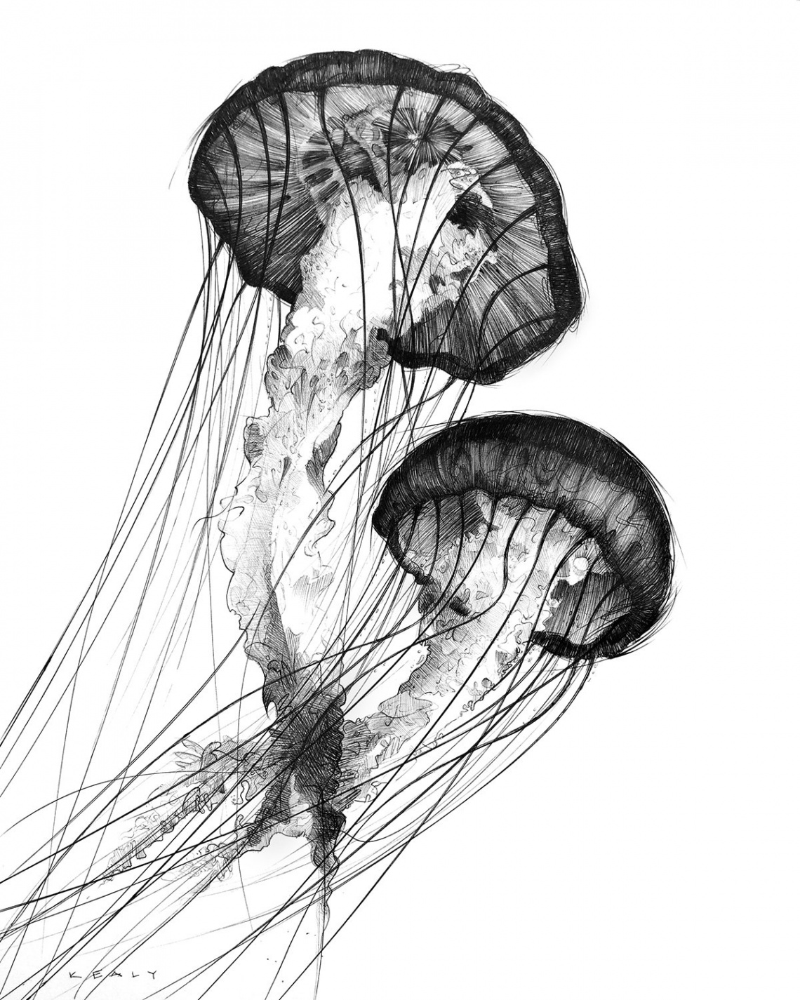 Jellyfish Drawing Print Black and White - Etsy