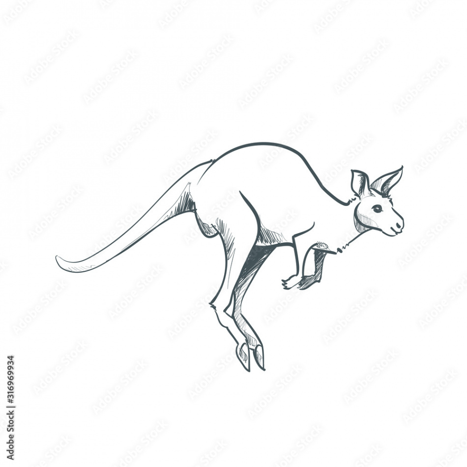 Kangaroo doodle drawing sketch illustration art line wildlife