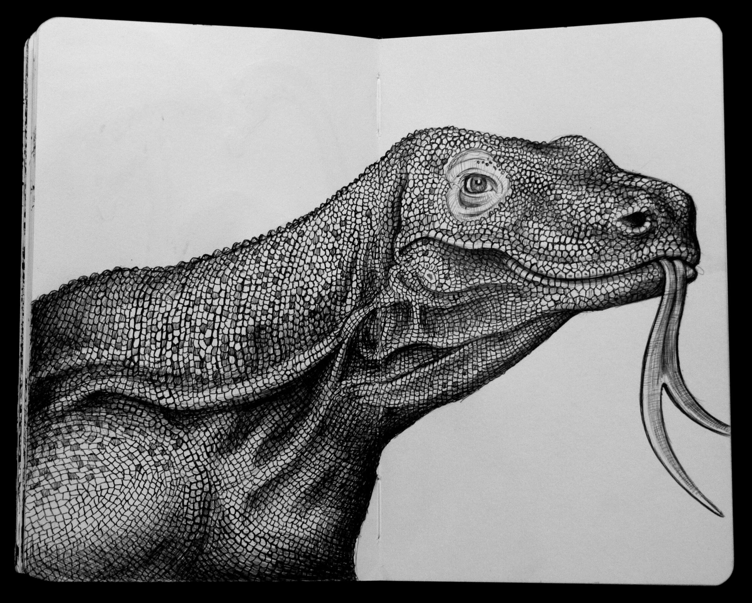 Komodo Dragon Sketch https://www.etsy