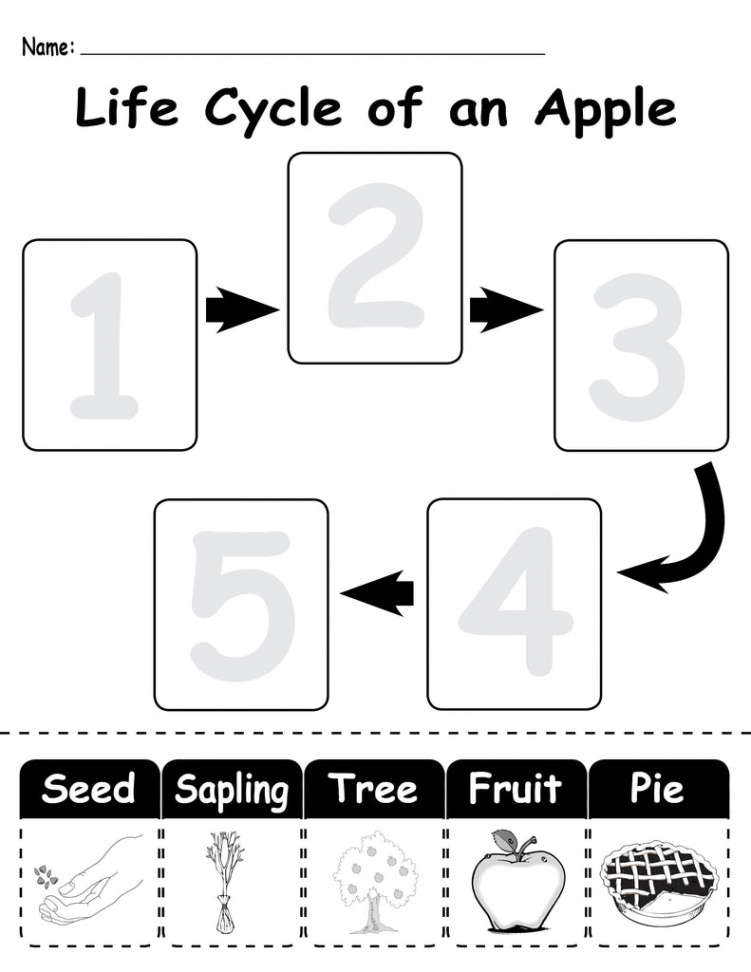 Life Cycle of an Apple" Printable Worksheet – SupplyMe