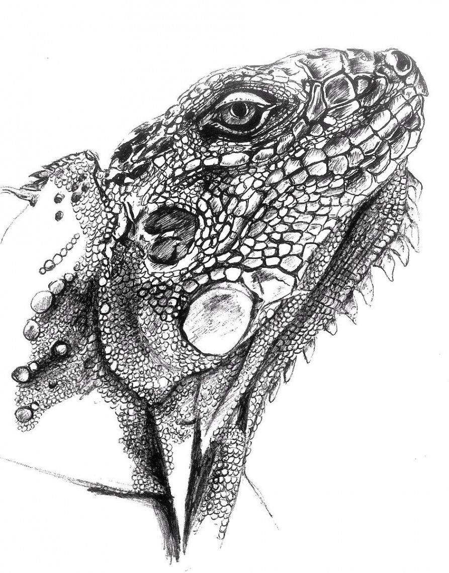 Lizard drawing, sketch Pencil  Lizard, Pencil drawings, Lizard tattoo