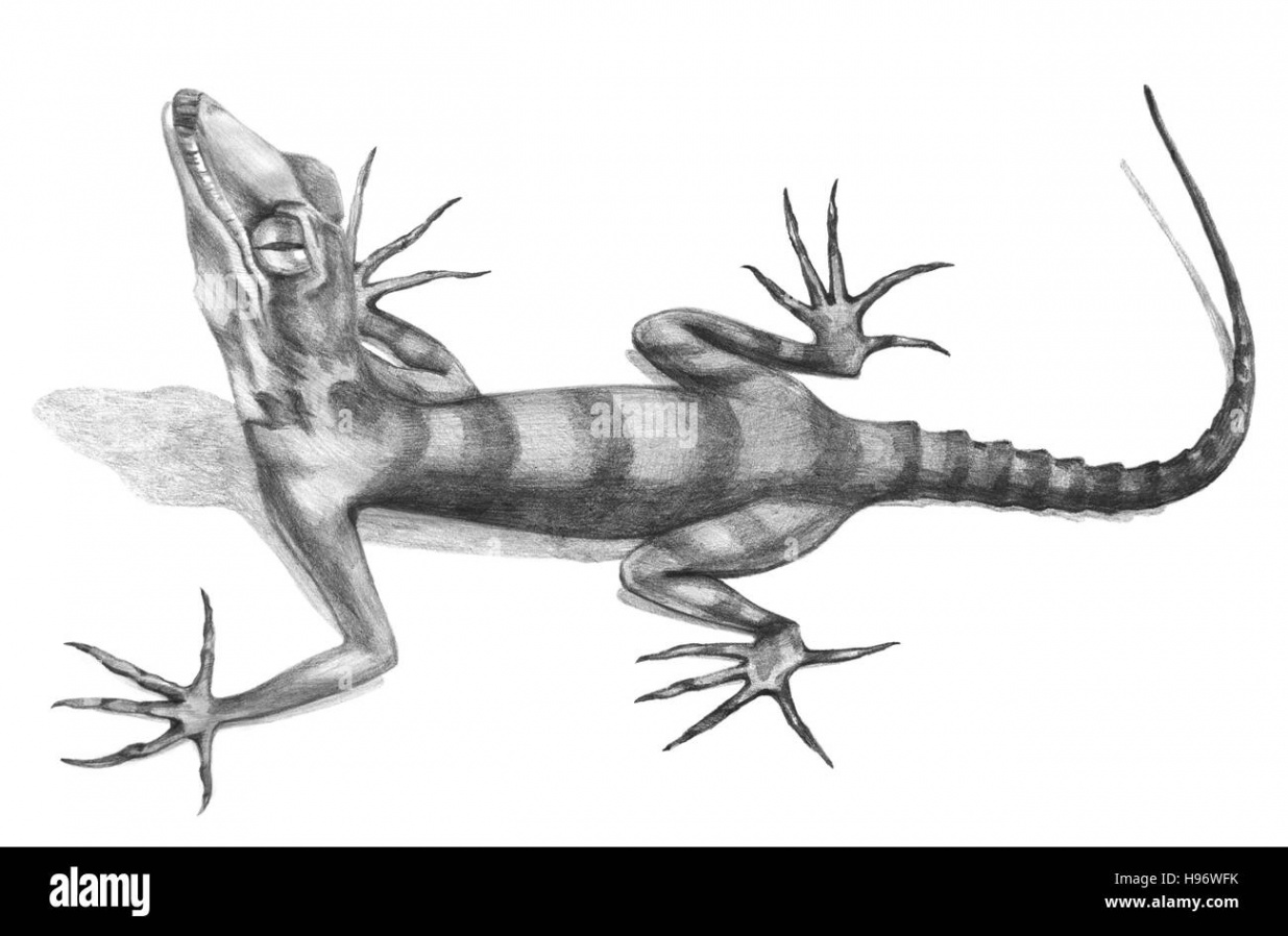 Lizard hand-drawn illustration in sketch style Stock Photo - Alamy