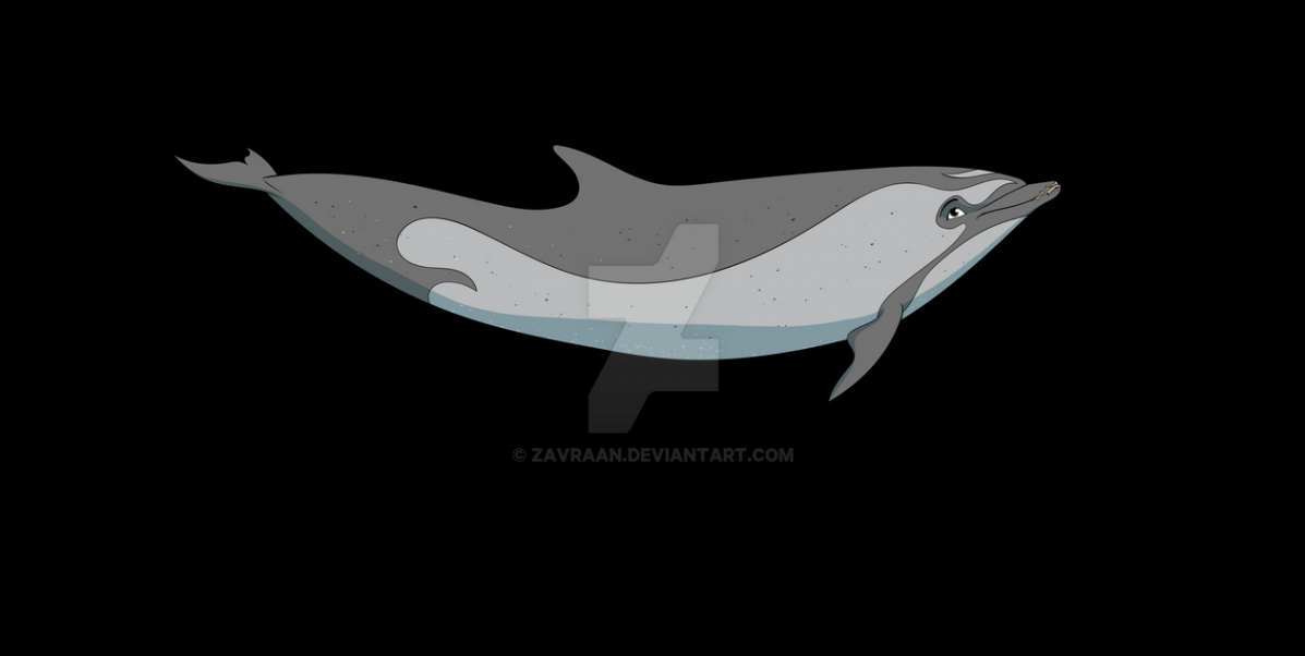 Merlain the Pantropical spotted dolphin by Zavraan on DeviantArt