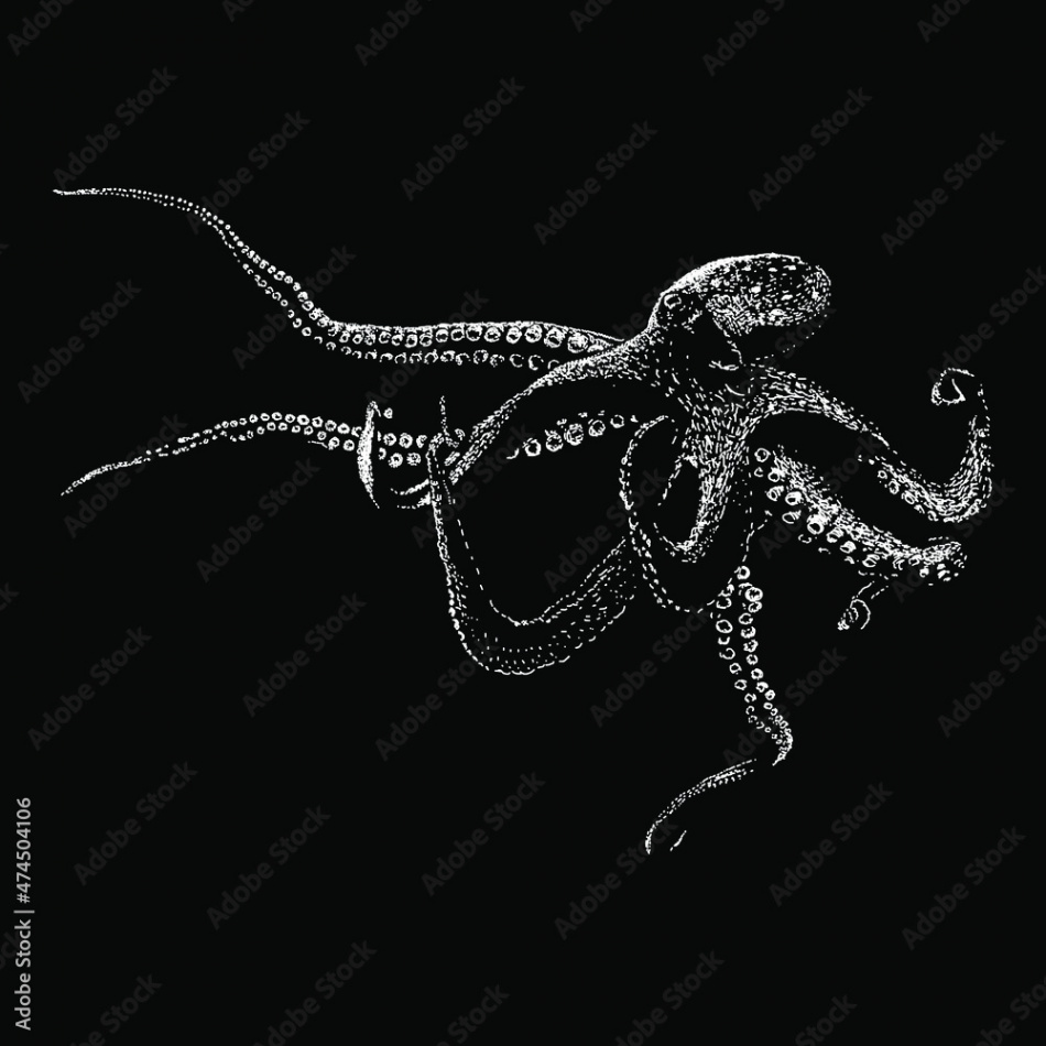 octopus hand drawing vector illustration isolated on black