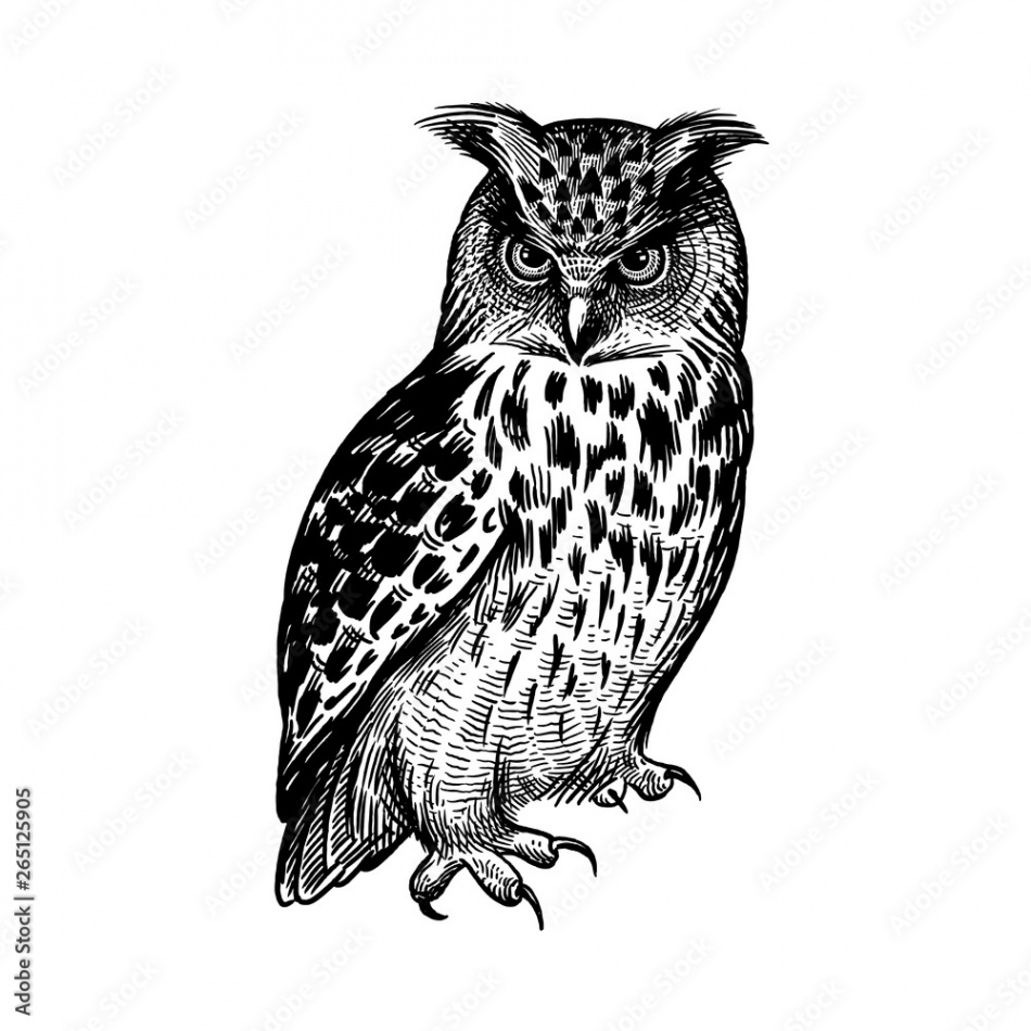 Owl. Predatory forest bird. Sketch hand drawing