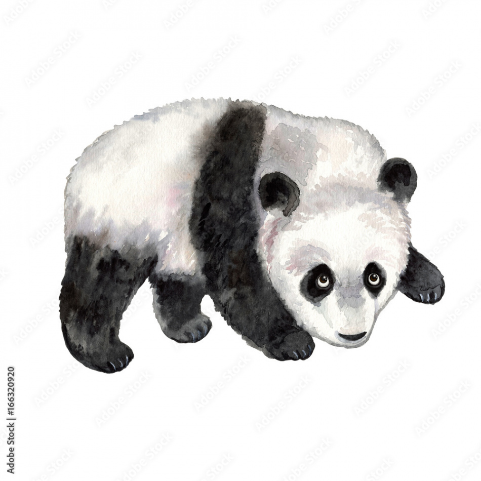 Panda on white background