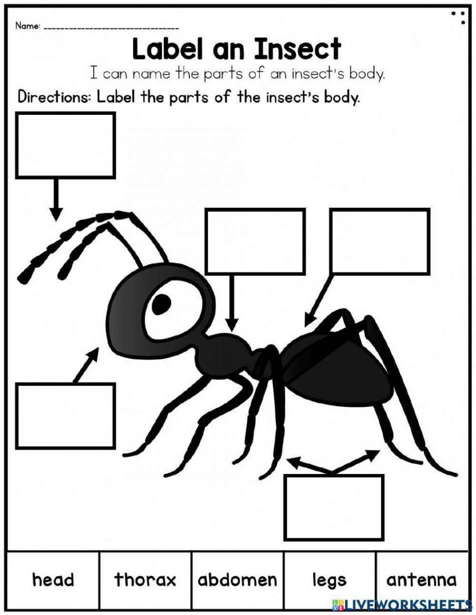 Parts of an Insect interactive worksheet  Live Worksheets