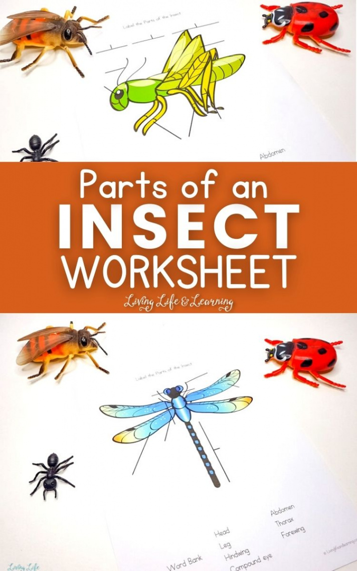 Parts of an Insect Worksheet