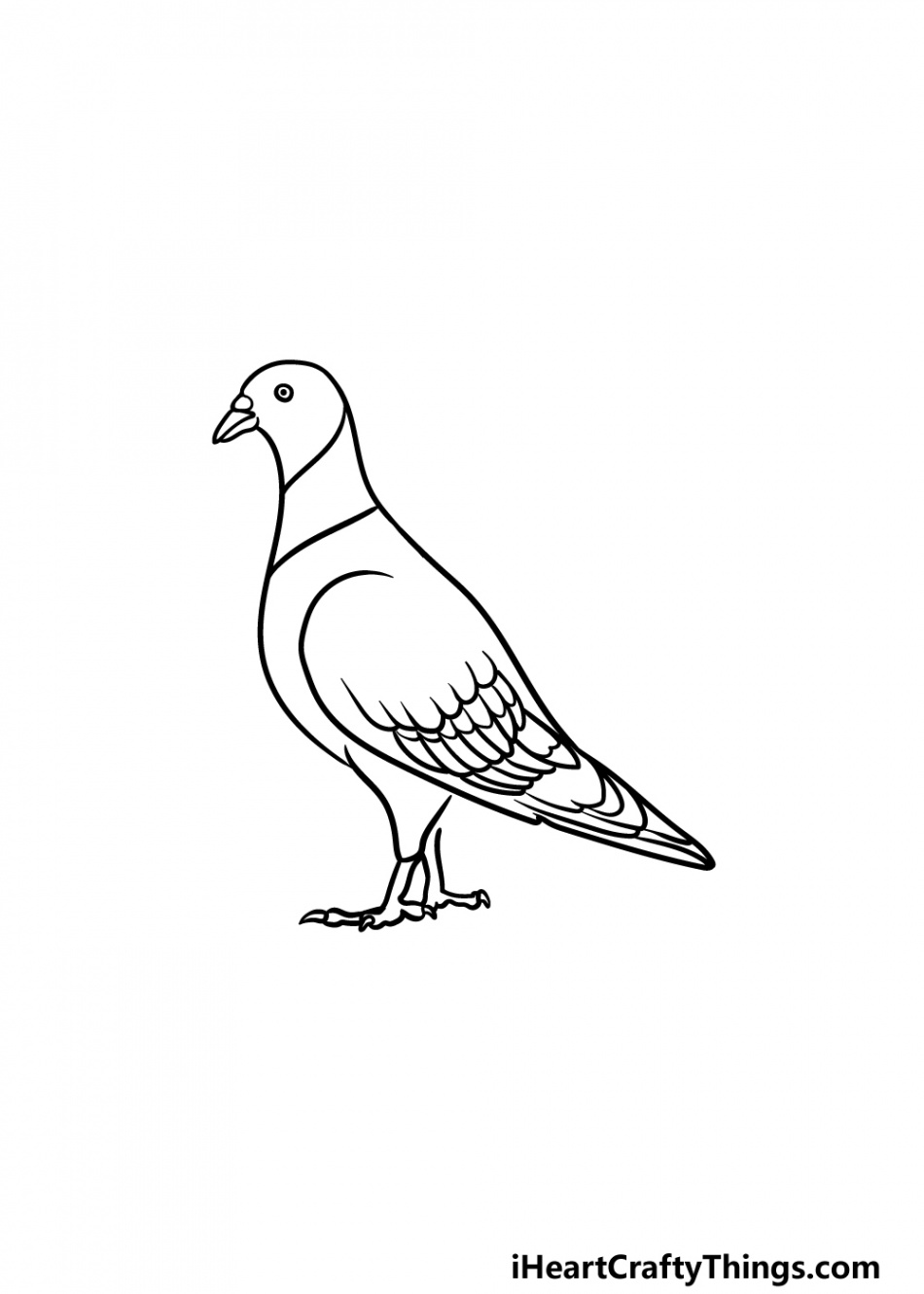 Pigeon Drawing - How To Draw A Pigeon Step By Step