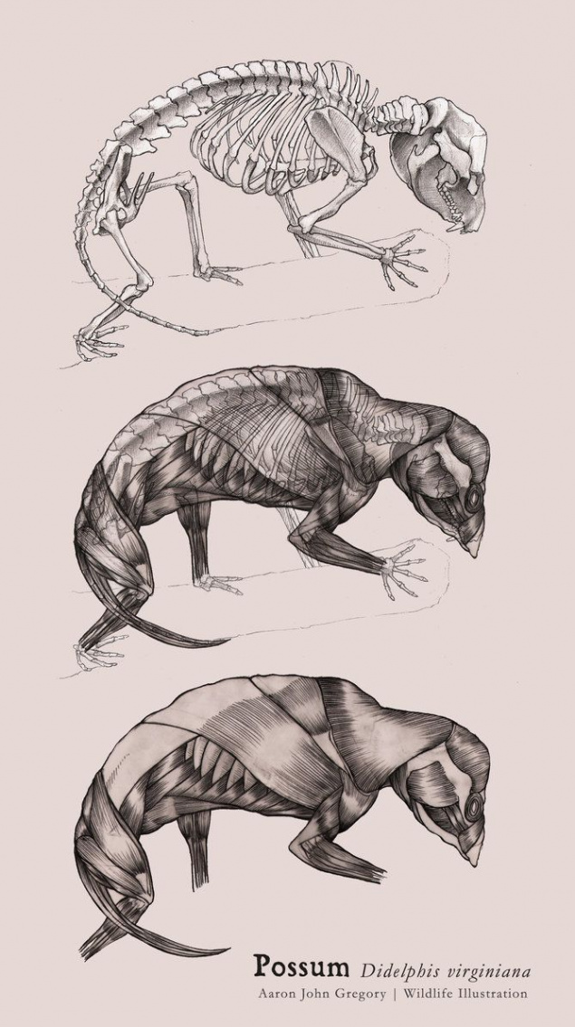 Possum Muscular and Skeletal Systems  Skeleton drawings, Dinosaur