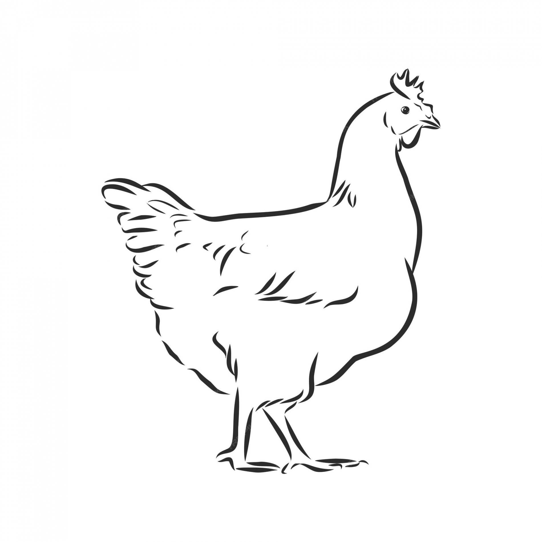 Premium Vector  Chicken drawn at full length side view black and