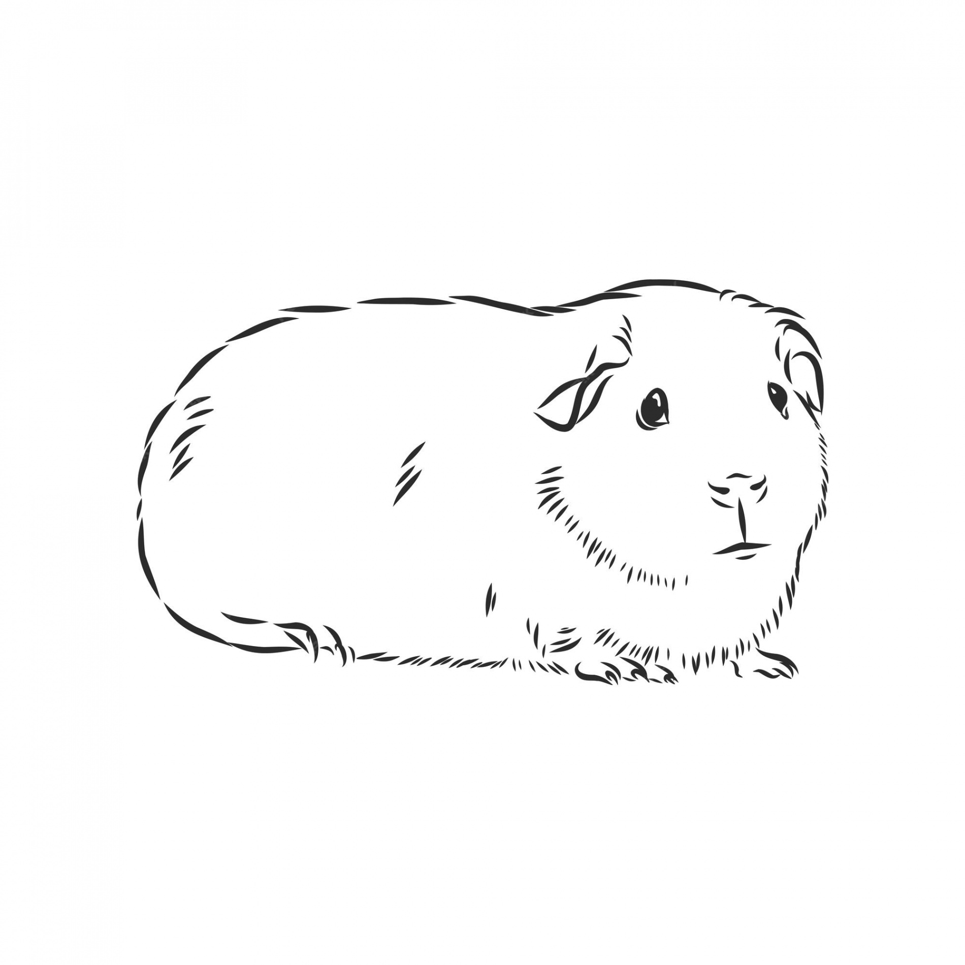 Premium Vector  Cute guinea pig pet vector sketch illustration