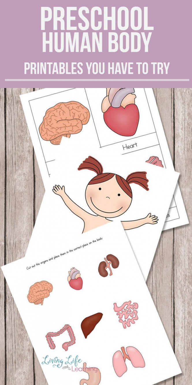 Preschool Human Body Printables  Body preschool, Preschool