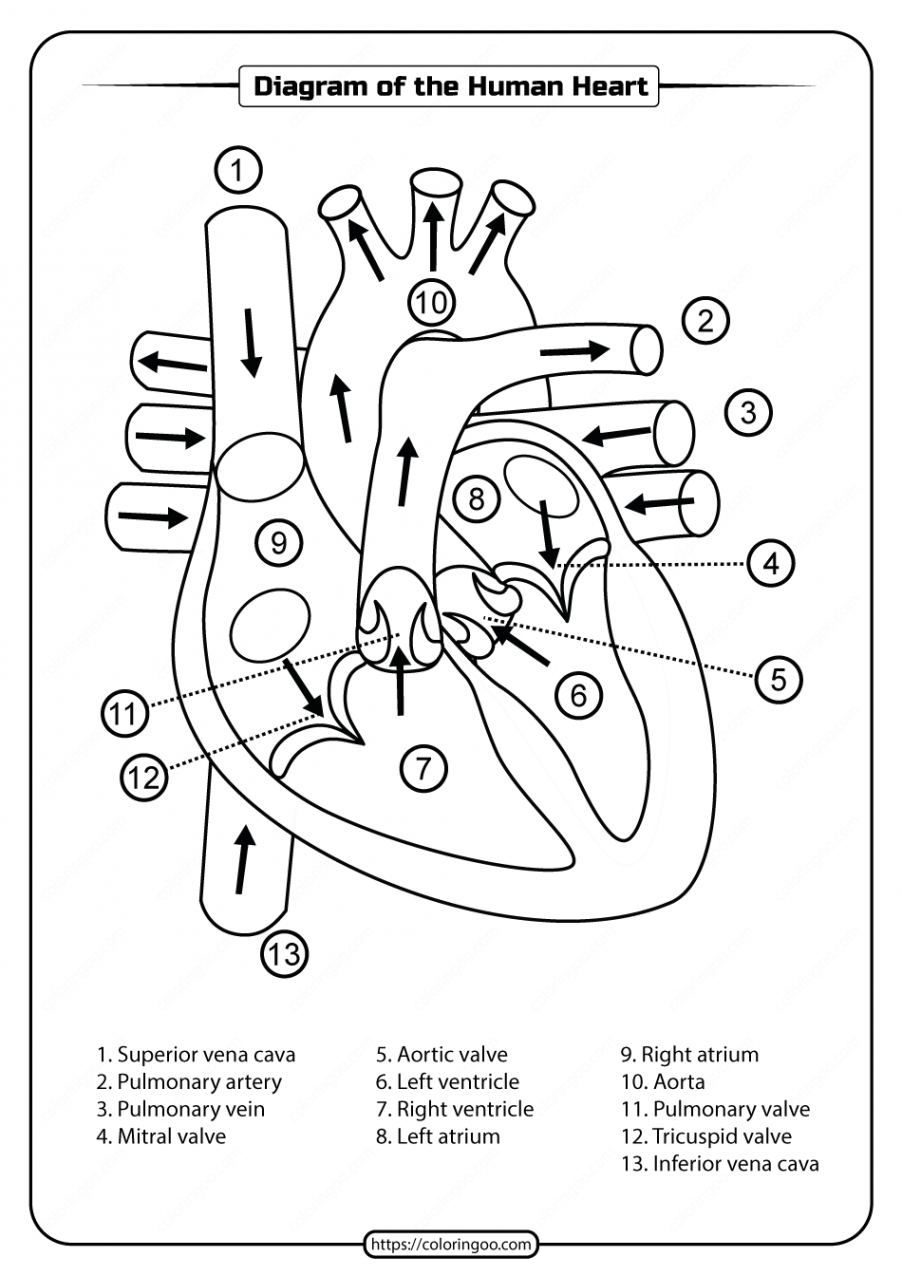 Printable Diagram of the Human Heart Pdf Worksheet  Medical