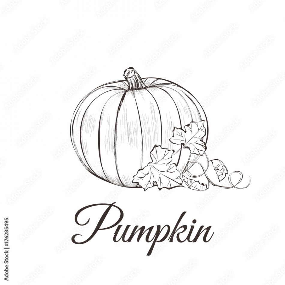 Pumpkin sketch drawing with leaves