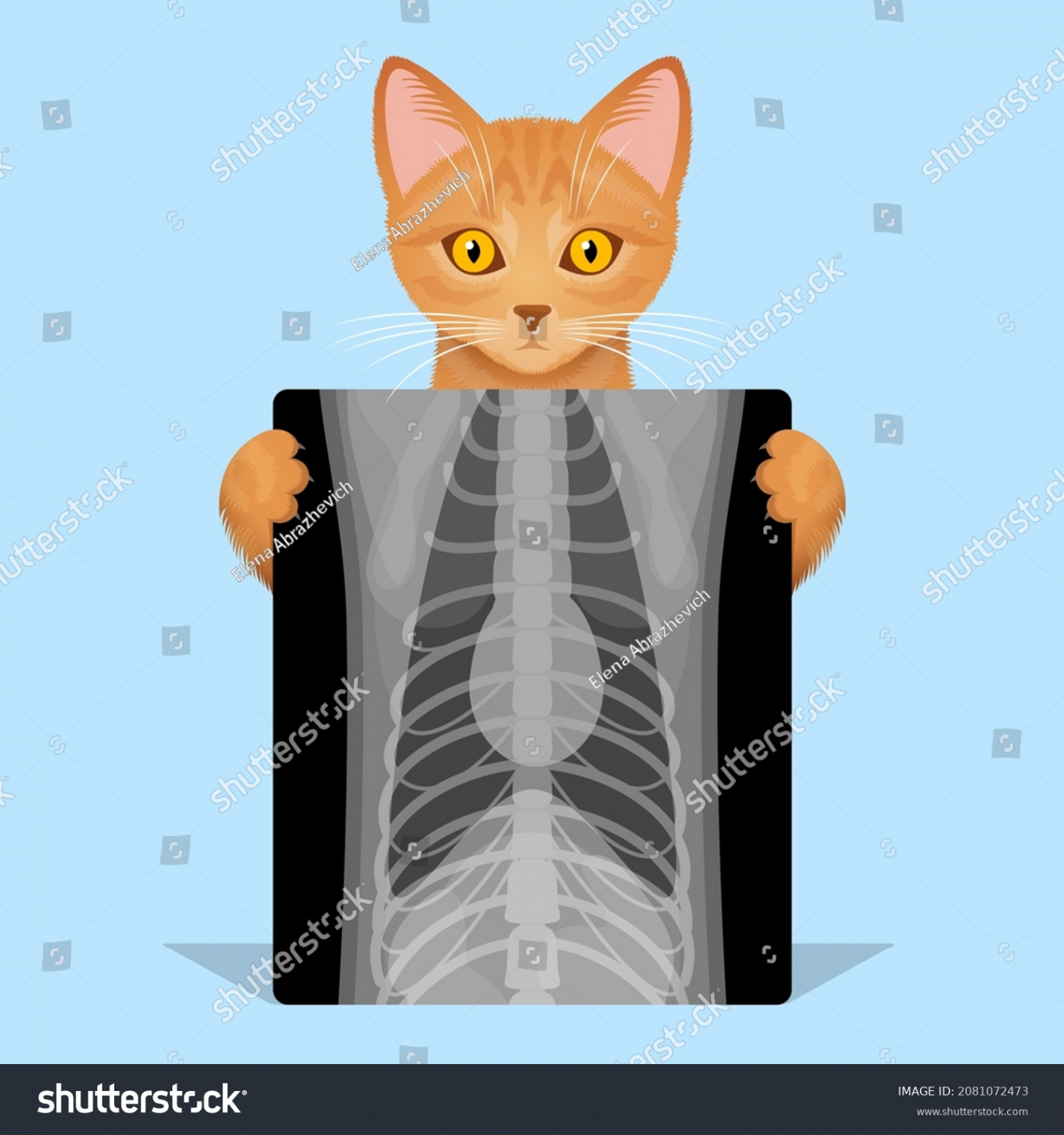 , Radiography Cat Images, Stock Photos & Vectors  Shutterstock