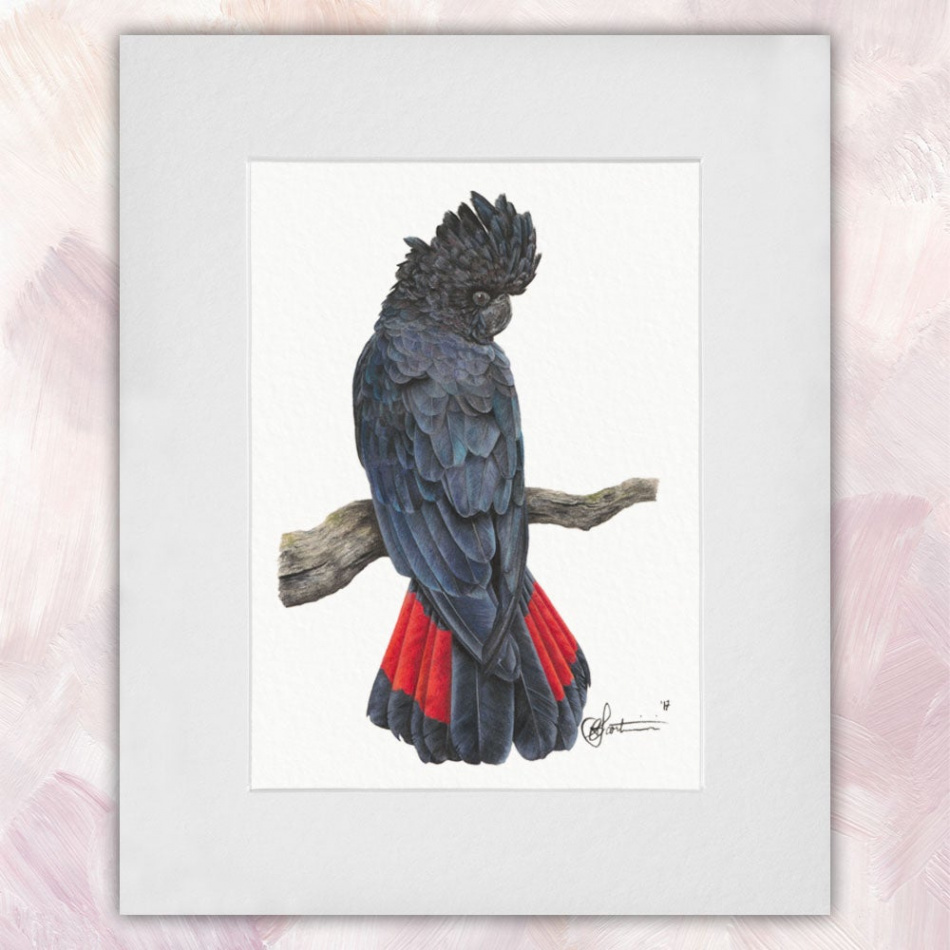 Red Tailed Black Cockatoo (Male)
