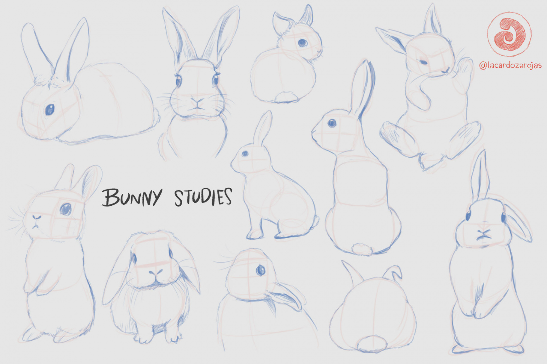References  Bunny Studies by LACardozaRojas on DeviantArt