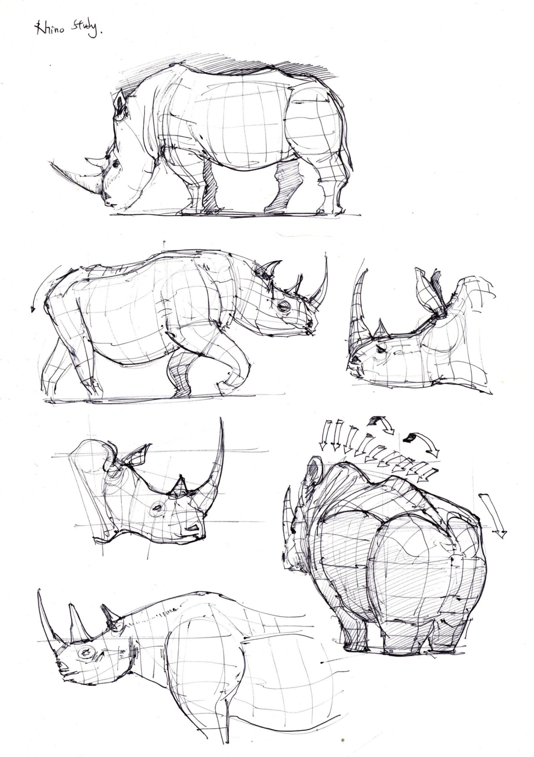 个 Rhinoceros Anatomy 点子
