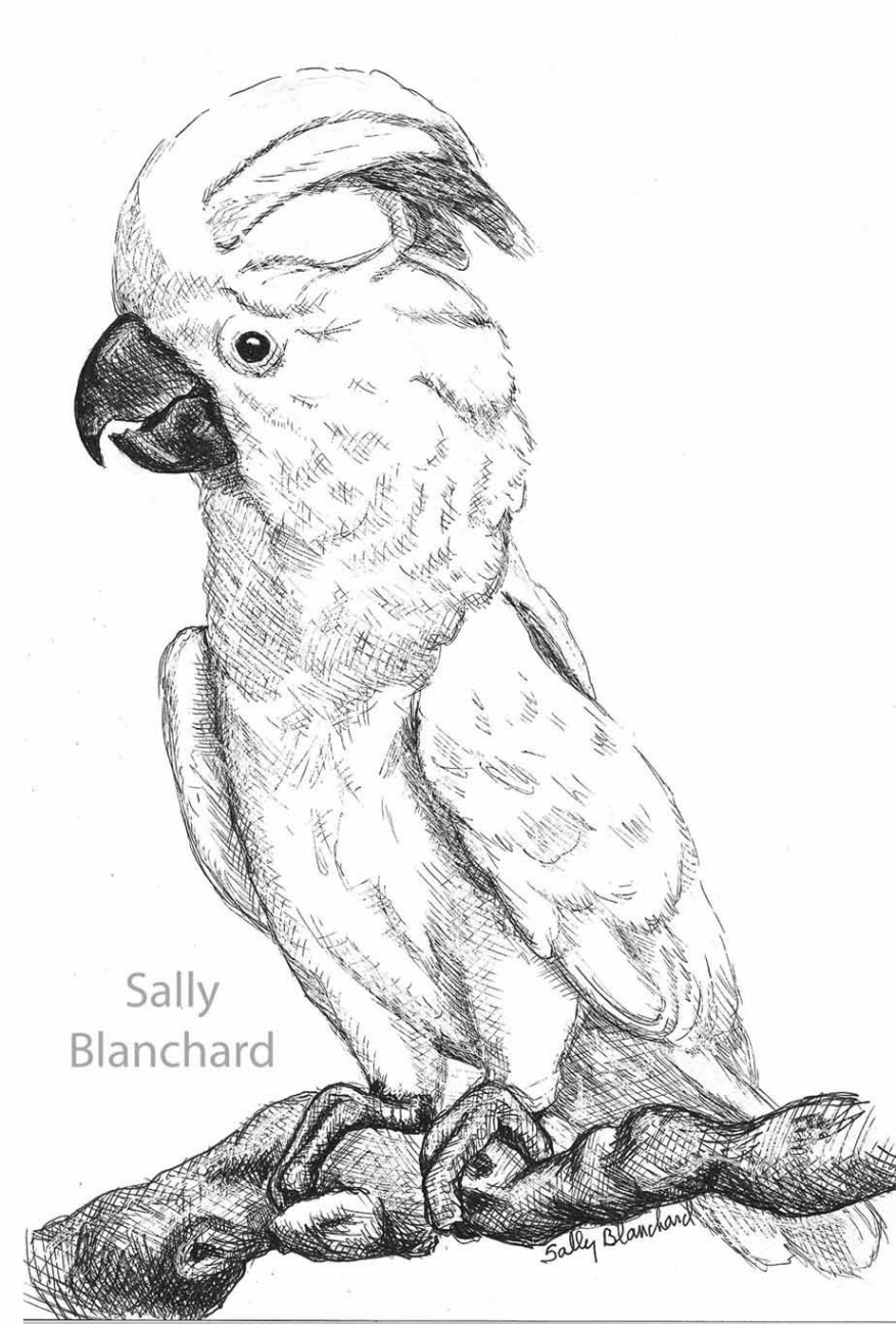 Sally Blanchard - Pen Drawing Moluccan Cockatoo on branch  Animal