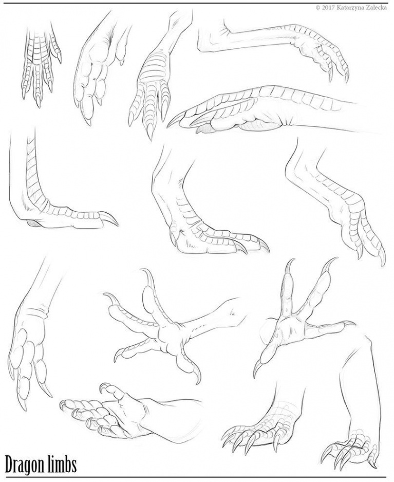 Sharing some studies I did of bird&#xF;dinosaur&#xF;lizard limbs