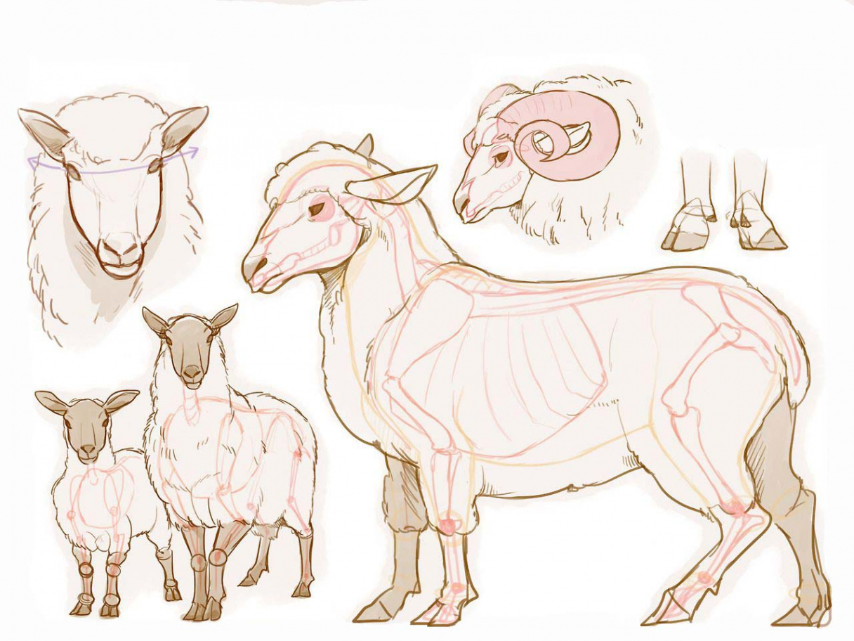 Sheep Drawing Reference and Sketches for Artists