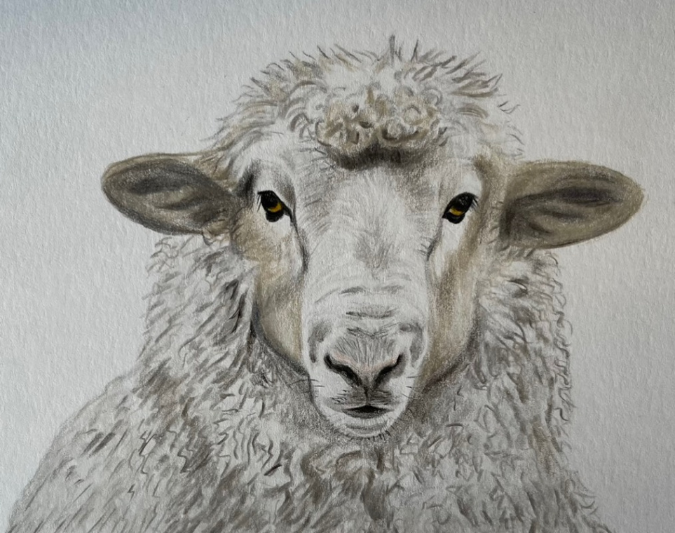 Sheep drawings · Sketch a Day