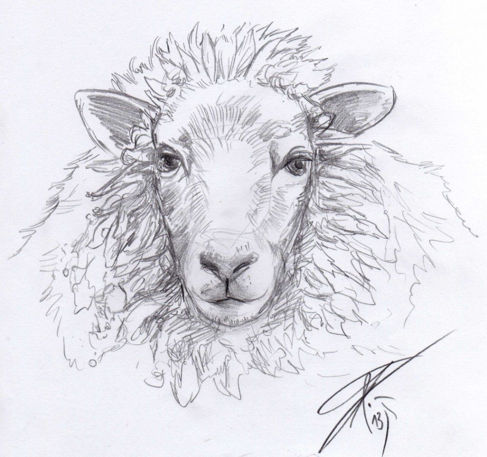 Sheep Sketch by Bruneburg on DeviantArt in   Sheep drawing