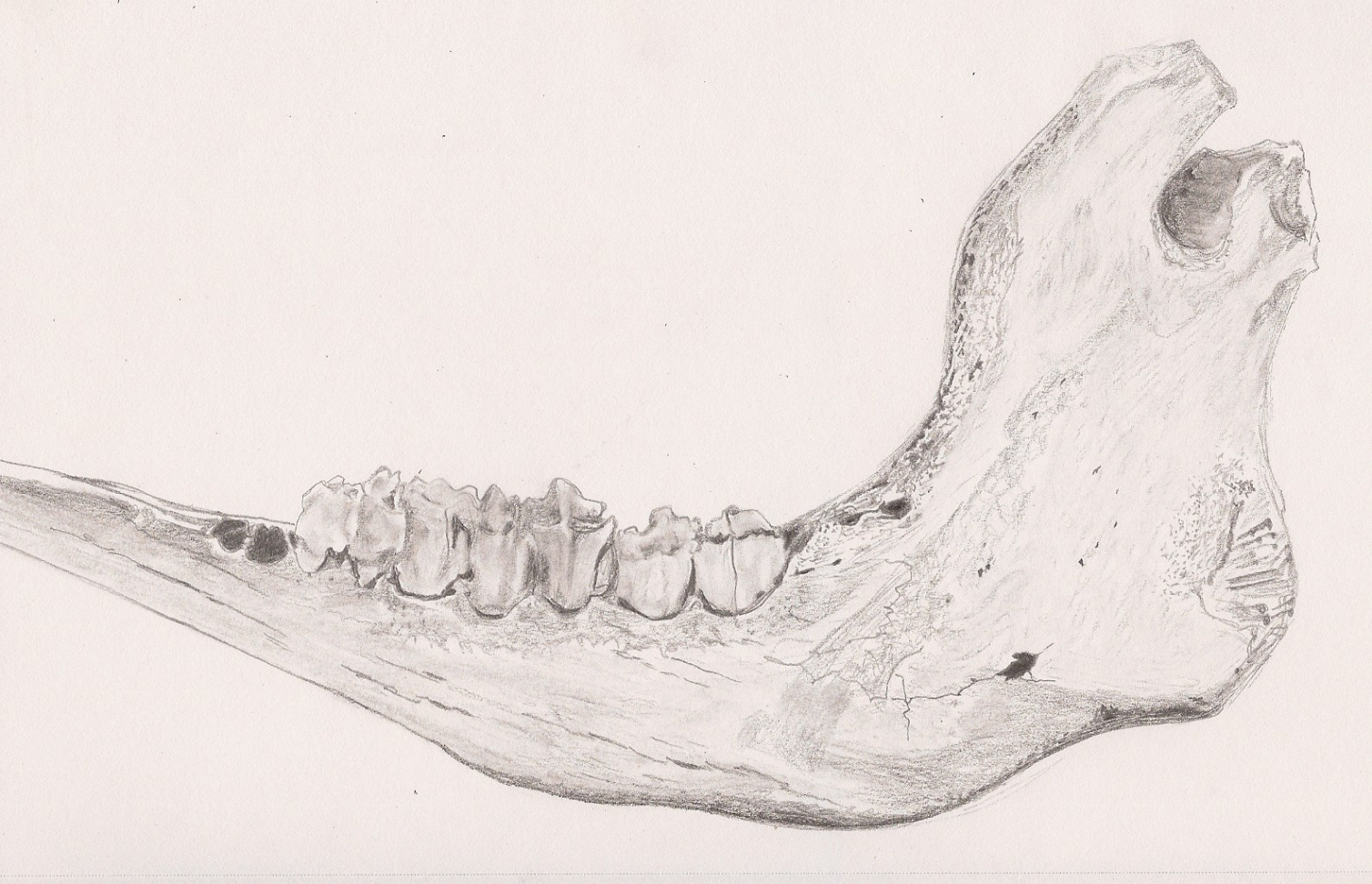 Sketch A Day : May ,