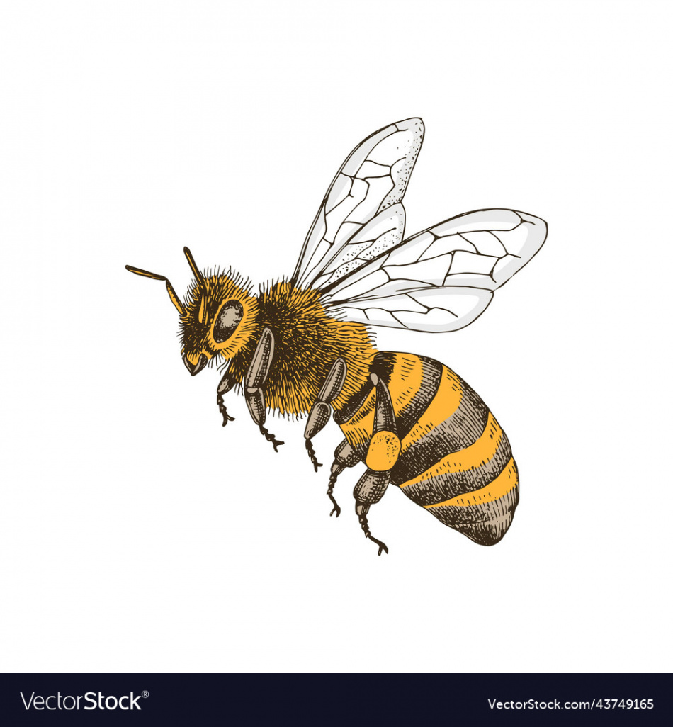 Sketch honey bee side view drawing Royalty Free Vector Image