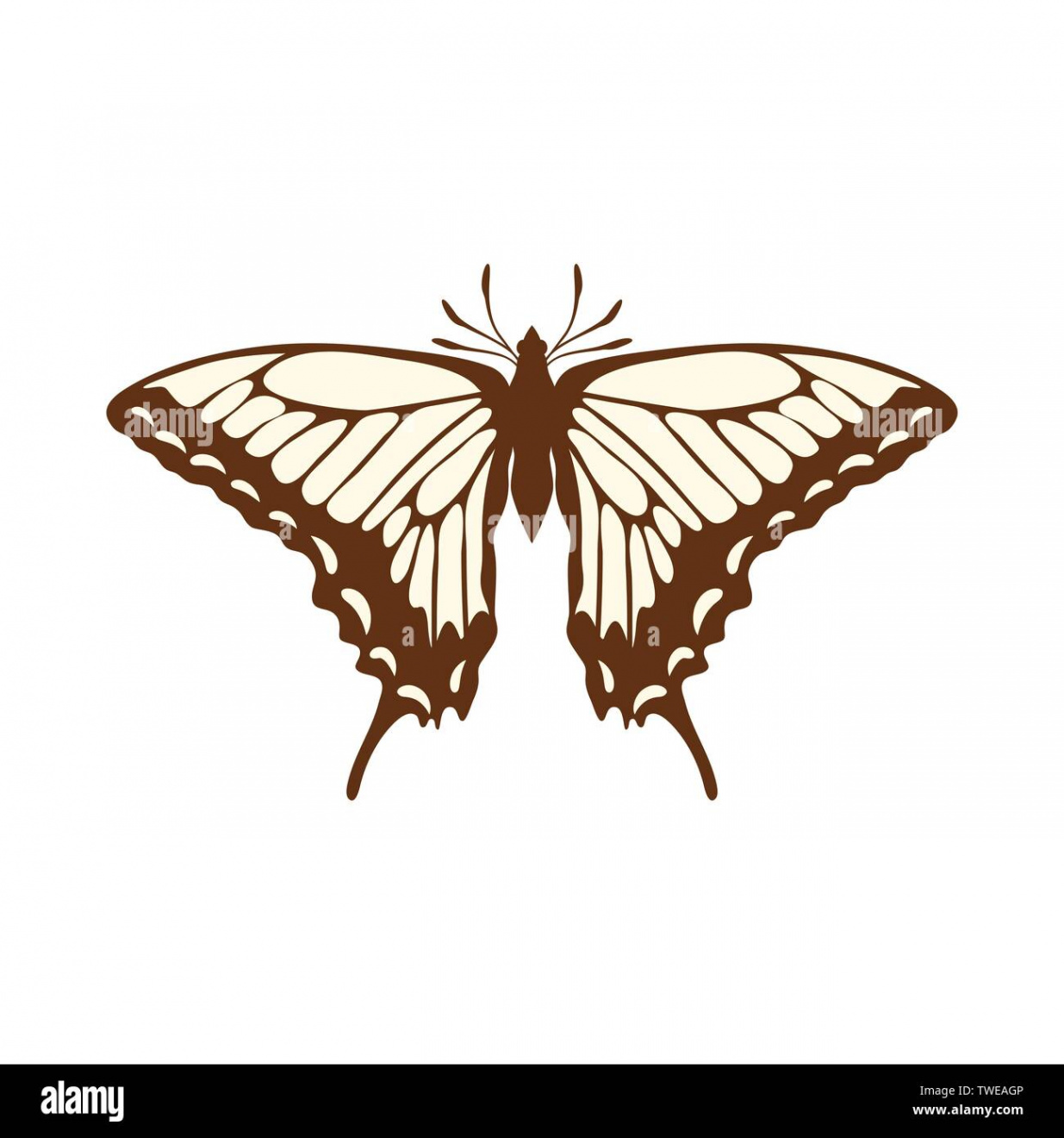 Sketch of Butterfly. Brown Line Color Design