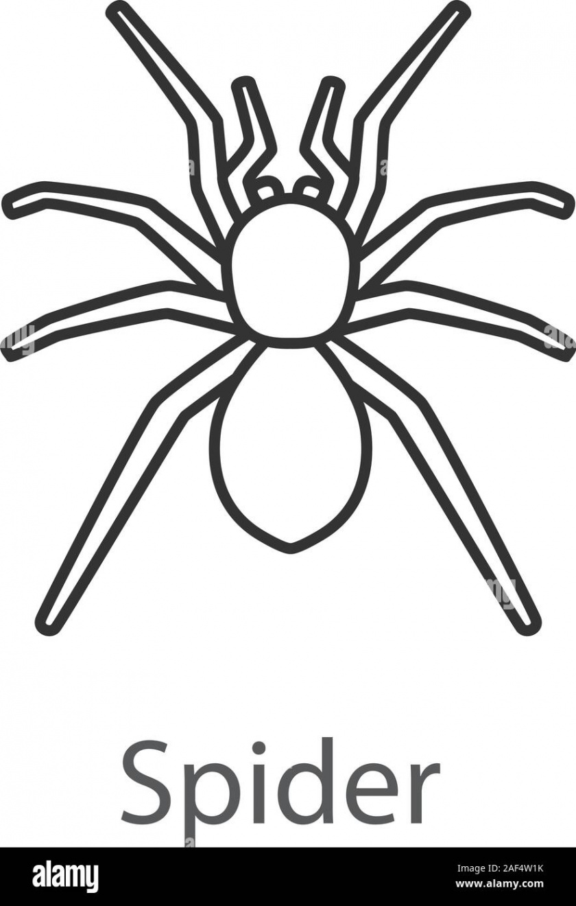 Spider linear icon. Arachnida. Thin line illustration