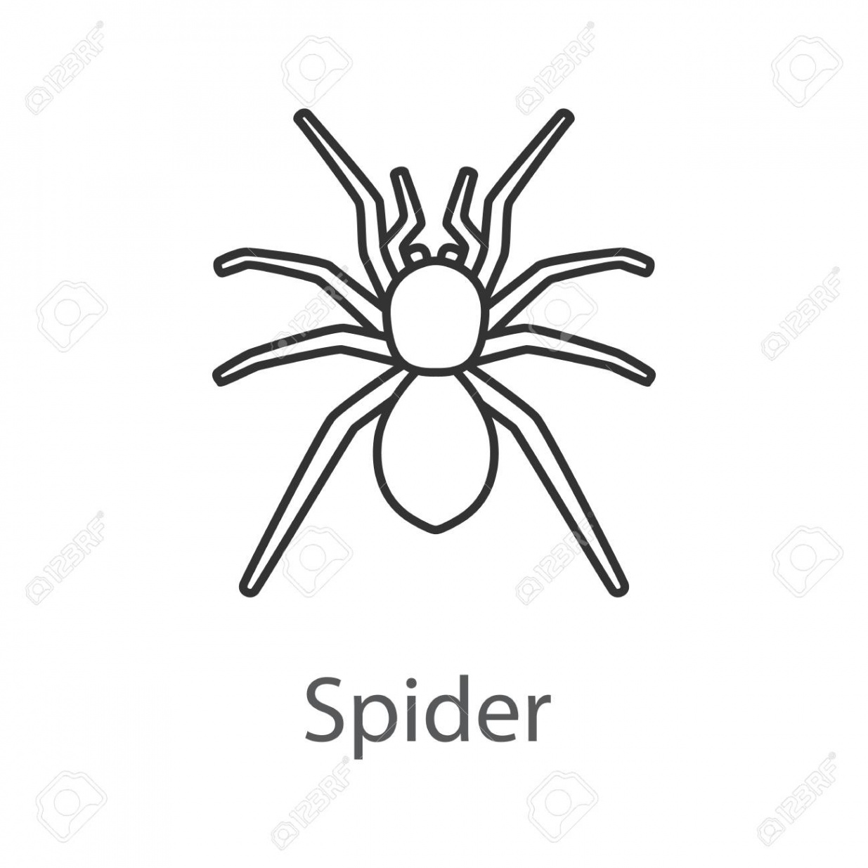 Spider Linear Icon Vector Isolated Outline Drawing Royalty Free