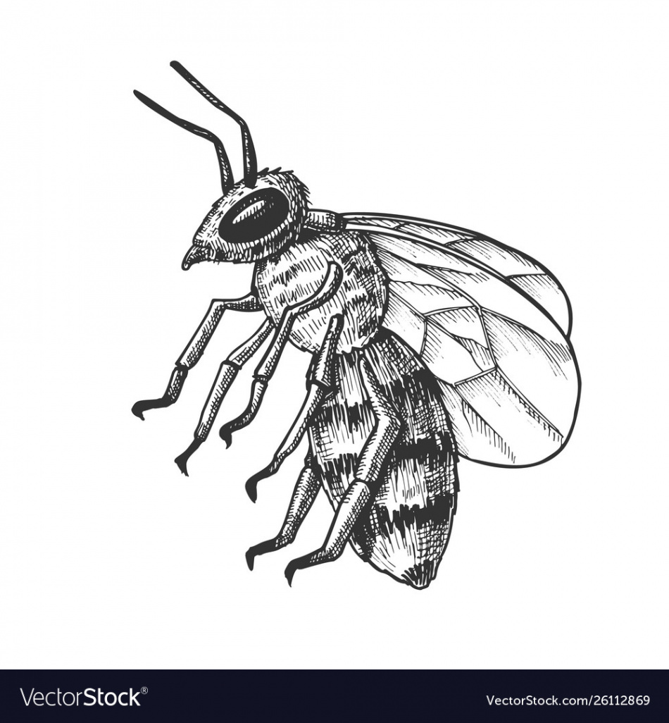 Striped bee flying insect animal side view Vector Image