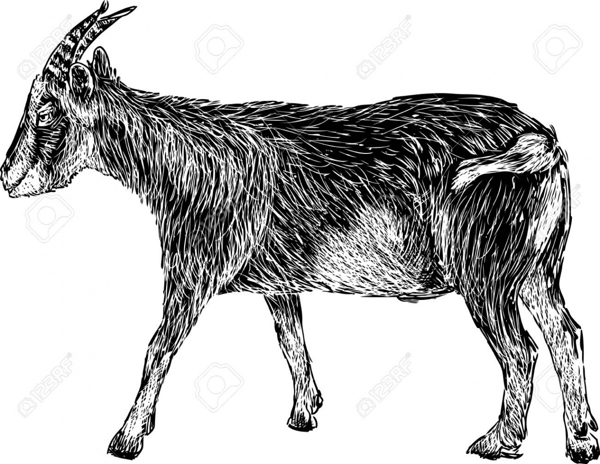 Vector Drawing Of A Black Goat Royalty Free SVG, Cliparts, Vectors