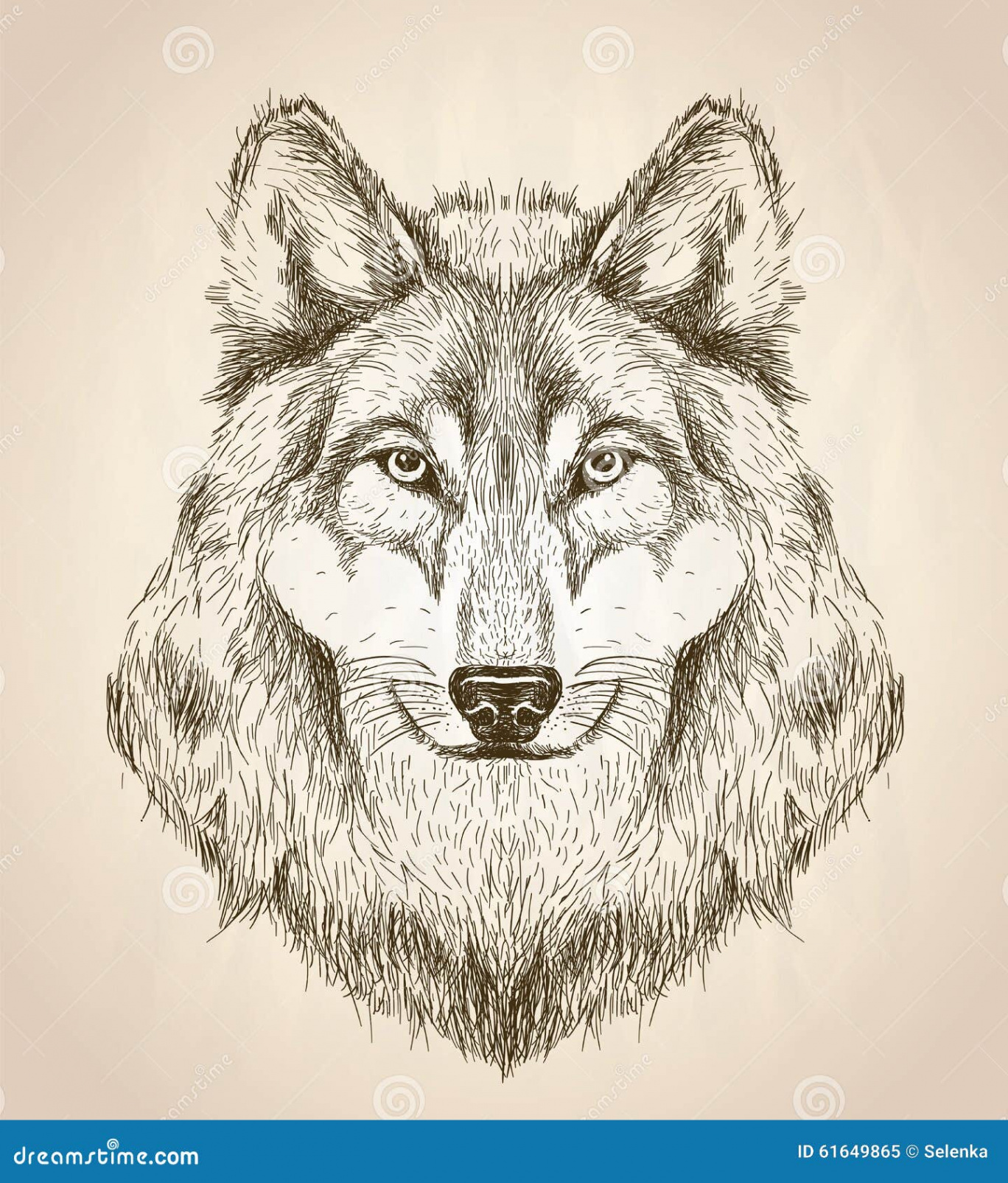 Vector Sketch Illustration of a Wolf Head Front View