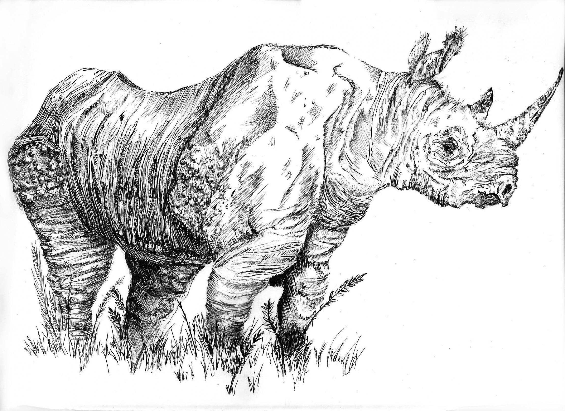 West African Black Rhino by Joegroove on DeviantArt