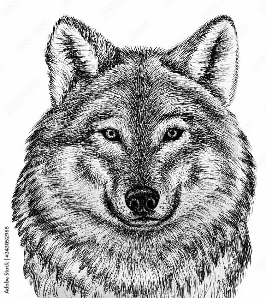 Wolf head - graphic drawing in black outline on a white background