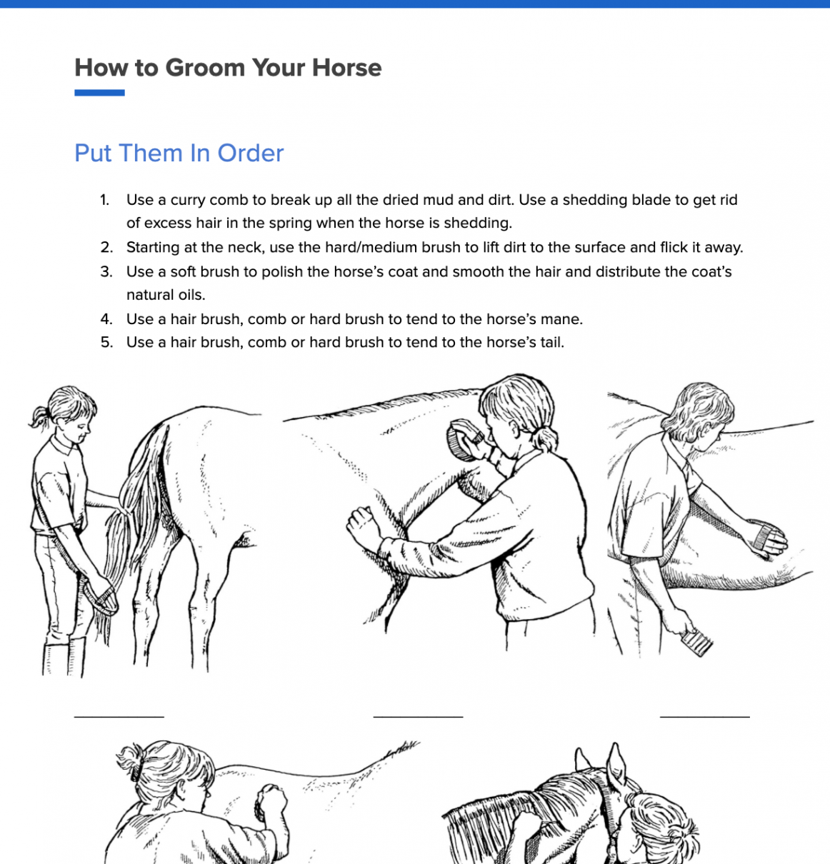 Worksheet – How to Groom Your Horse  White Oak Stables