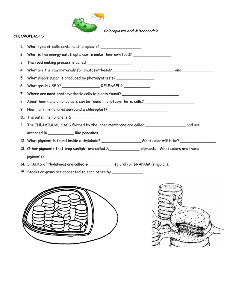 80 Printable Chloroplasts And Mitochondria Worksheet 1