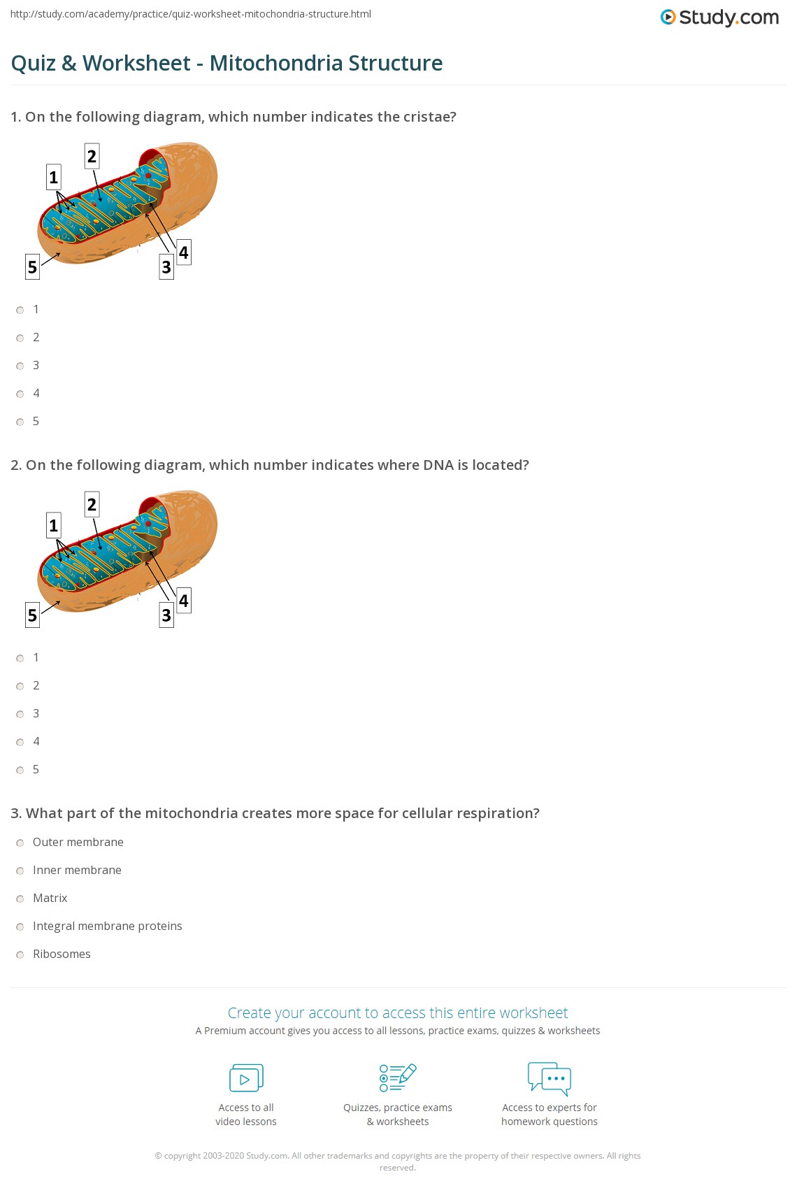 80 Printable Chloroplasts And Mitochondria Worksheet 12