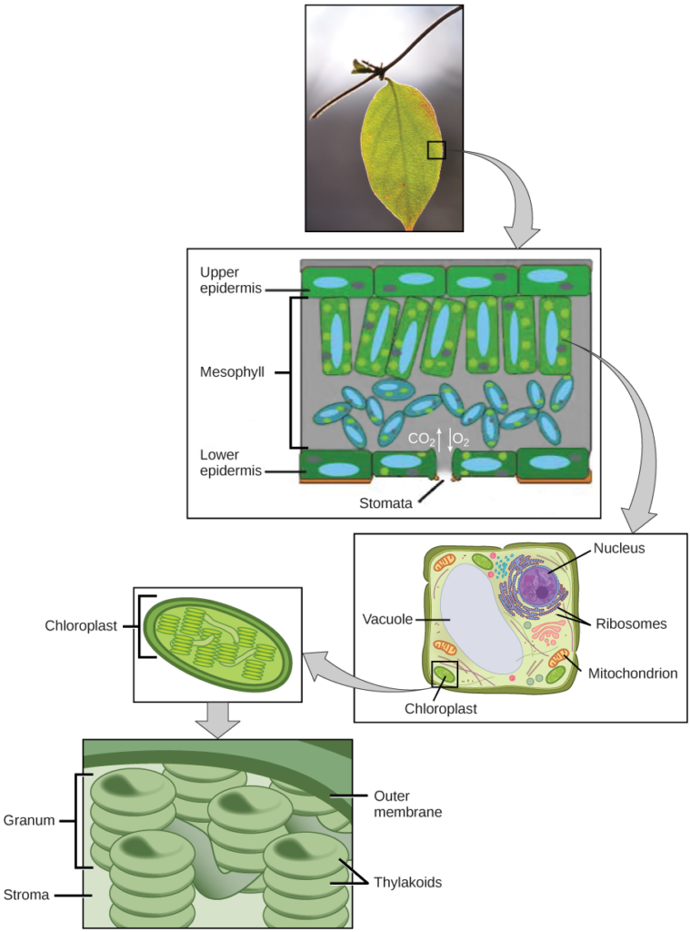 80 Printable Chloroplasts And Mitochondria Worksheet 17