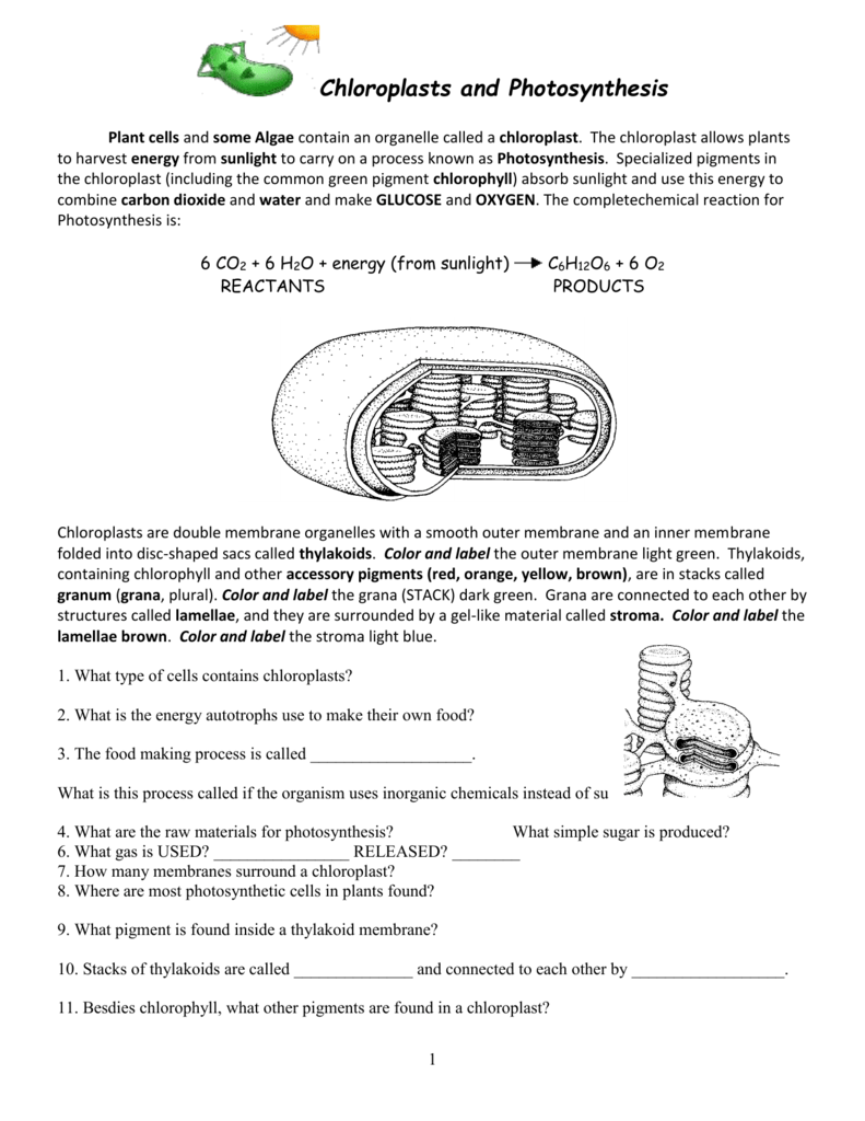 80 Printable Chloroplasts And Mitochondria Worksheet 2