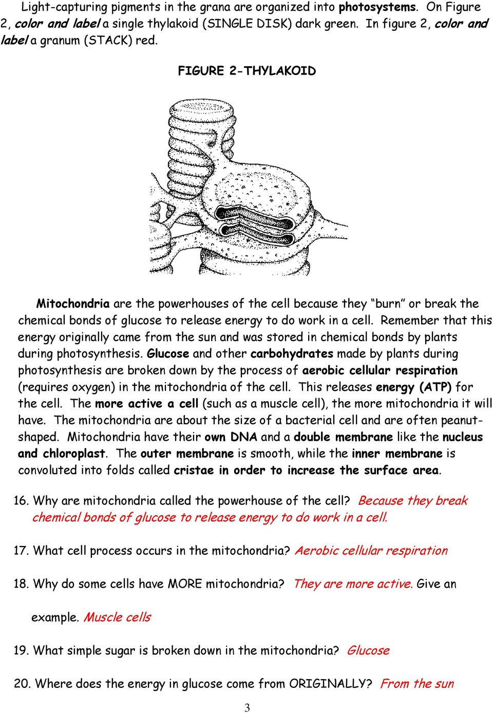 80 Printable Chloroplasts And Mitochondria Worksheet 24