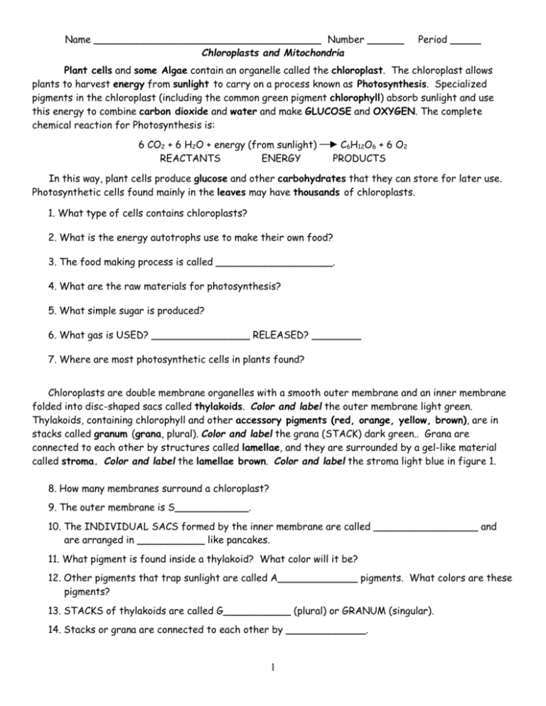 80 Printable Chloroplasts And Mitochondria Worksheet 25