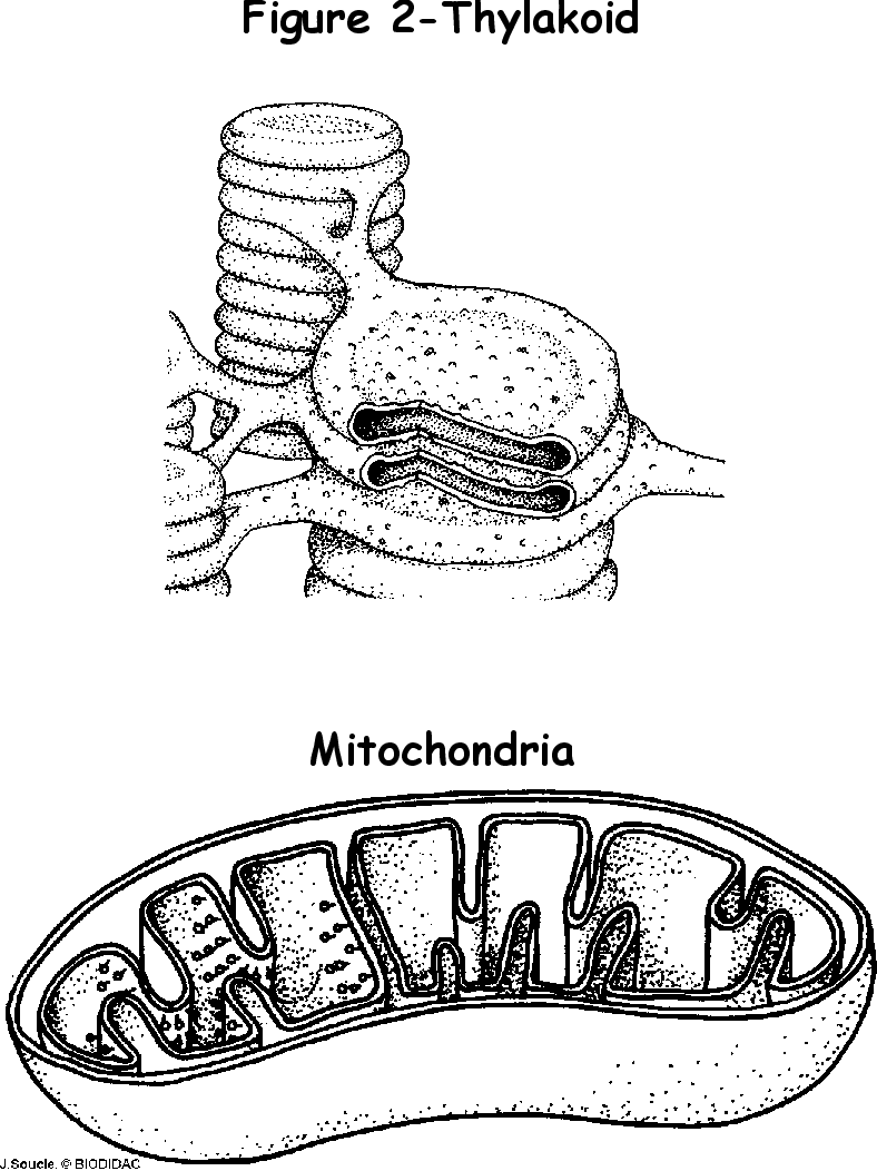 80 Printable Chloroplasts And Mitochondria Worksheet 26