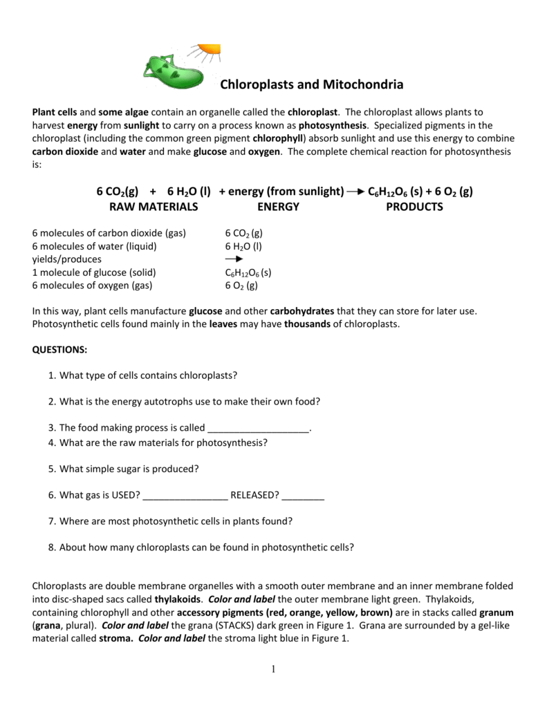 80 Printable Chloroplasts And Mitochondria Worksheet 28