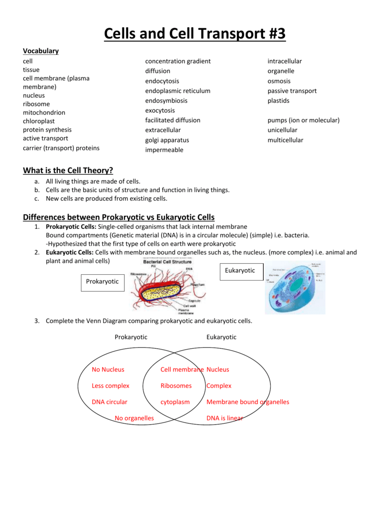 80 Printable Chloroplasts And Mitochondria Worksheet 3