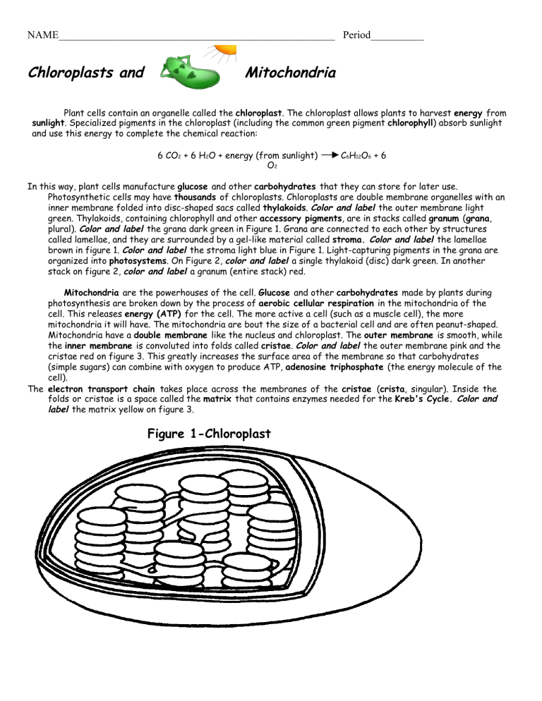 80 Printable Chloroplasts And Mitochondria Worksheet 31