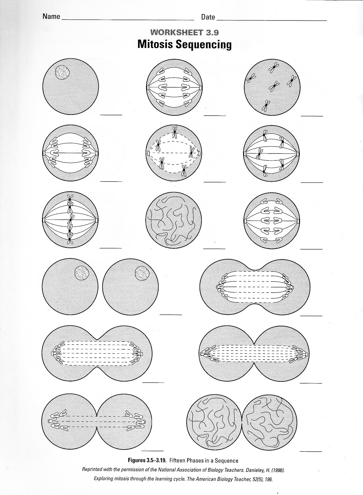 80 Printable Chloroplasts And Mitochondria Worksheet 35